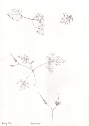 Grasses & Weeds by Moorland Productions (Kenneth Hay / Seetha A), 소묘 for Sale on Singulart