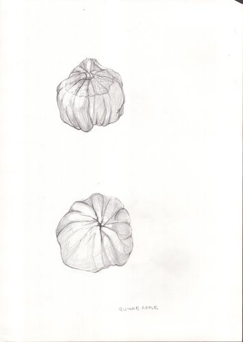 Quince Apples de Moorland Productions (Kenneth Hay / Seetha A), Dibujo a la venta en Singulart
