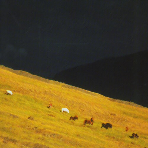 Iceland, ponies van Moorland Productions (Kenneth Hay / Seetha A), Afdruk te koop op Singulart