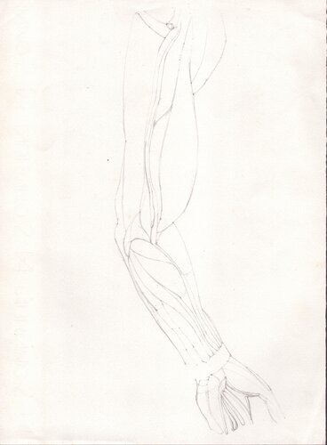 Anatomical Study: Arm par Moorland Productions (Kenneth Hay / Seetha A), Dessin en vente sur Singulart
