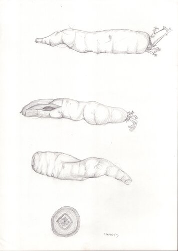 Carrots by Moorland Productions (Kenneth Hay / Seetha A), Drawing for Sale on Singulart
