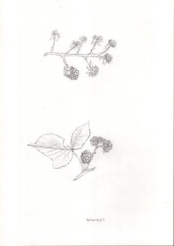 Brambles de Moorland Productions (Kenneth Hay / Seetha A), Dibujo a la venta en Singulart