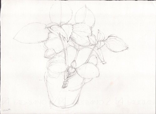 Pot Plant von Moorland Productions (Kenneth Hay / Seetha A), Zeichnungen kaufen auf Singulart