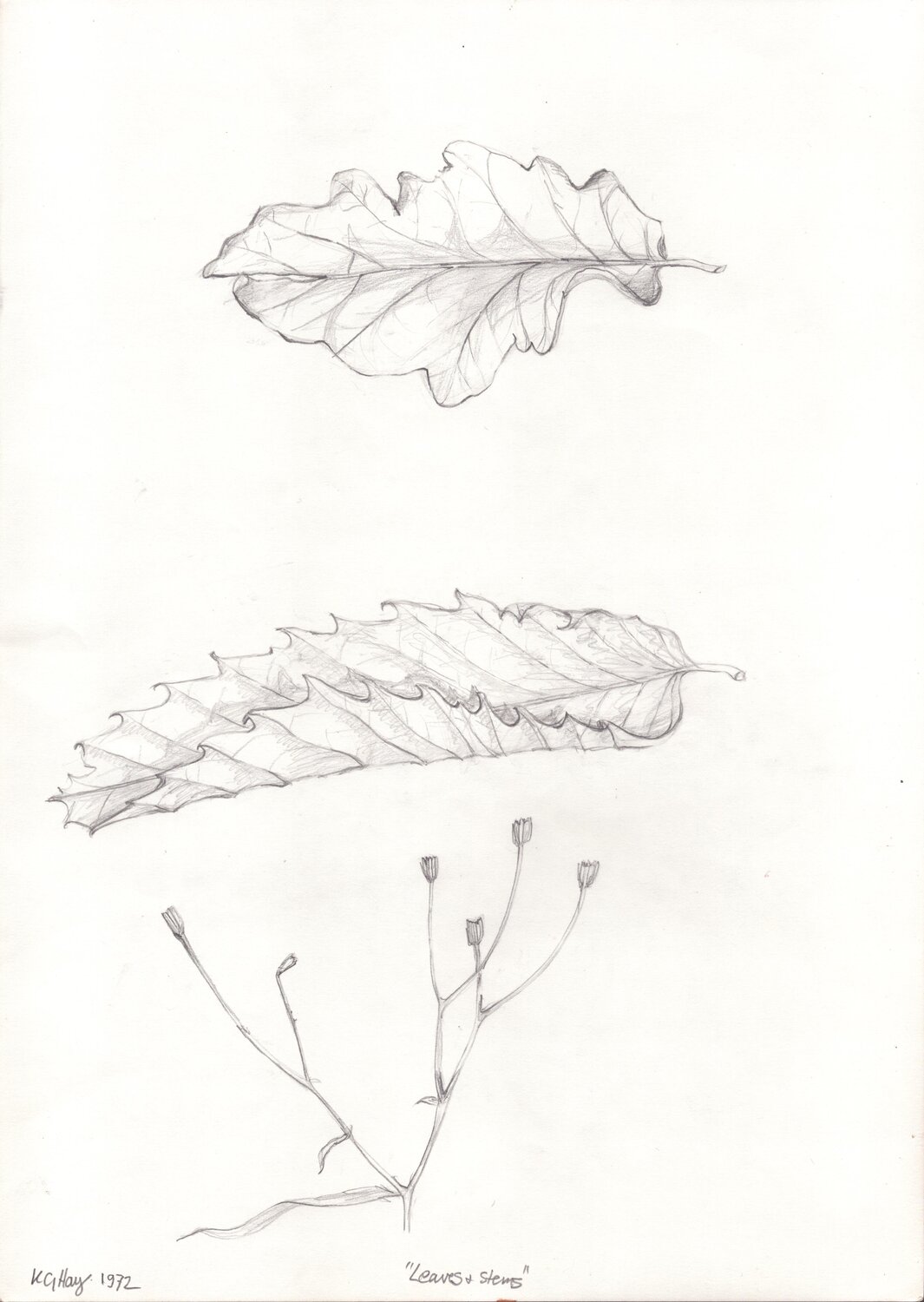 Leaves & Stems Moorland Productions (Kenneth Hay / Seetha A) Zeichnungen zu verkaufen