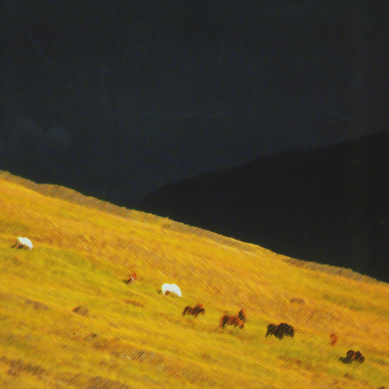 Iceland, ponies Moorland Productions (Kenneth Hay / Seetha A) Druck zu verkaufen