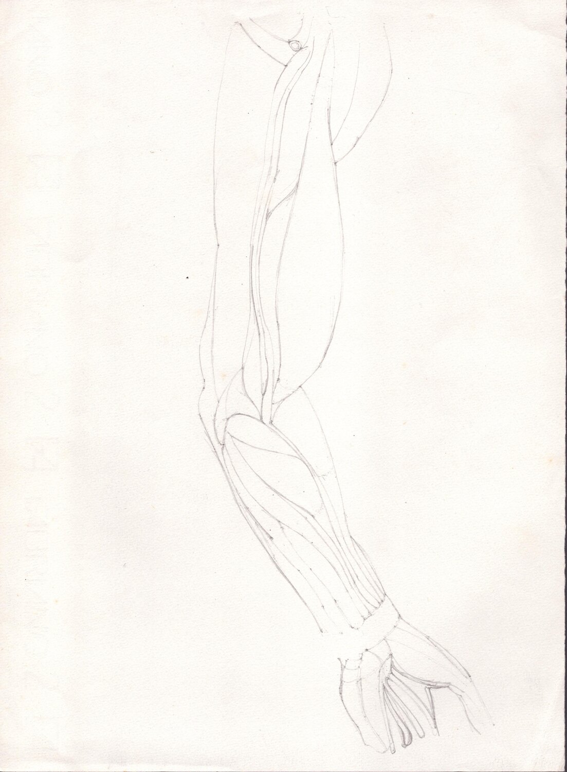 Anatomical Study: Arm Moorland Productions (Kenneth Hay / Seetha A) Disegno in vendita