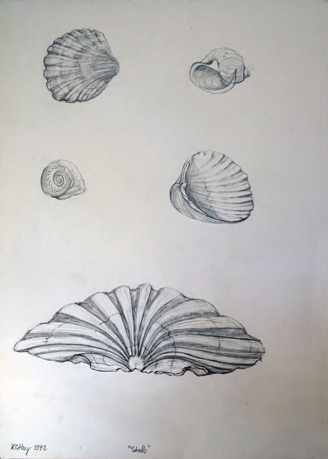 Coquilles de St Jacques Moorland Productions (Kenneth Hay / Seetha A) Zeichnungen zu verkaufen
