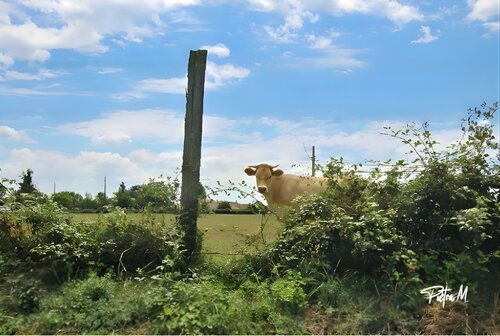 :“Derrière les feuillages” van Piétra M (Martine Poli), Fotografie te koop op Singulart