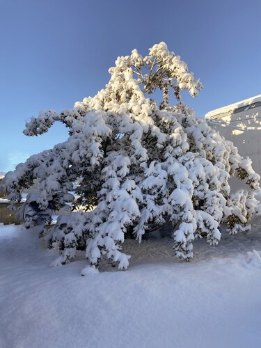 L’Arbre des Présences van Piétra M (Martine Poli), Fotografie te koop op Singulart