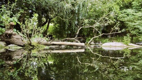 Refuge des branches de Piétra M (Martine Poli), Fotografía a la venta en Singulart