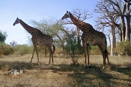 . “Les gardiennes du baobab” — Girafes de Piétra M (Martine Poli), Fotografía a la venta en Singulart