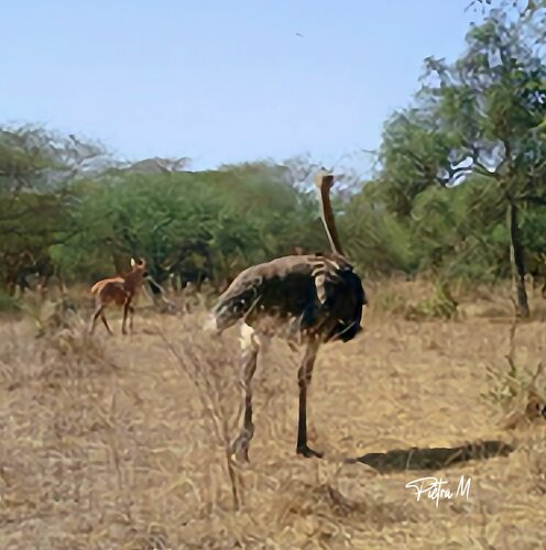 “L’autruche et l’ombre de la savane” — Autruche & antilope by Piétra M (Martine Poli), Photography for Sale on Singulart
