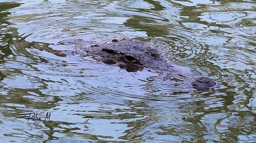 “L’œil de l’eau” — Crocodile de Piétra M (Martine Poli), Fotografía a la venta en Singulart