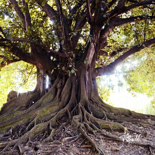 “La Mémoire” von Piétra M (Martine Poli), Fotografie kaufen auf Singulart