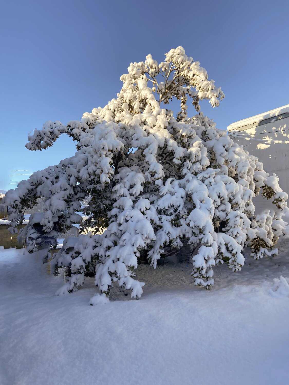 L’Arbre des Présences Piétra M (Martine Poli) Fotografie zu verkaufen