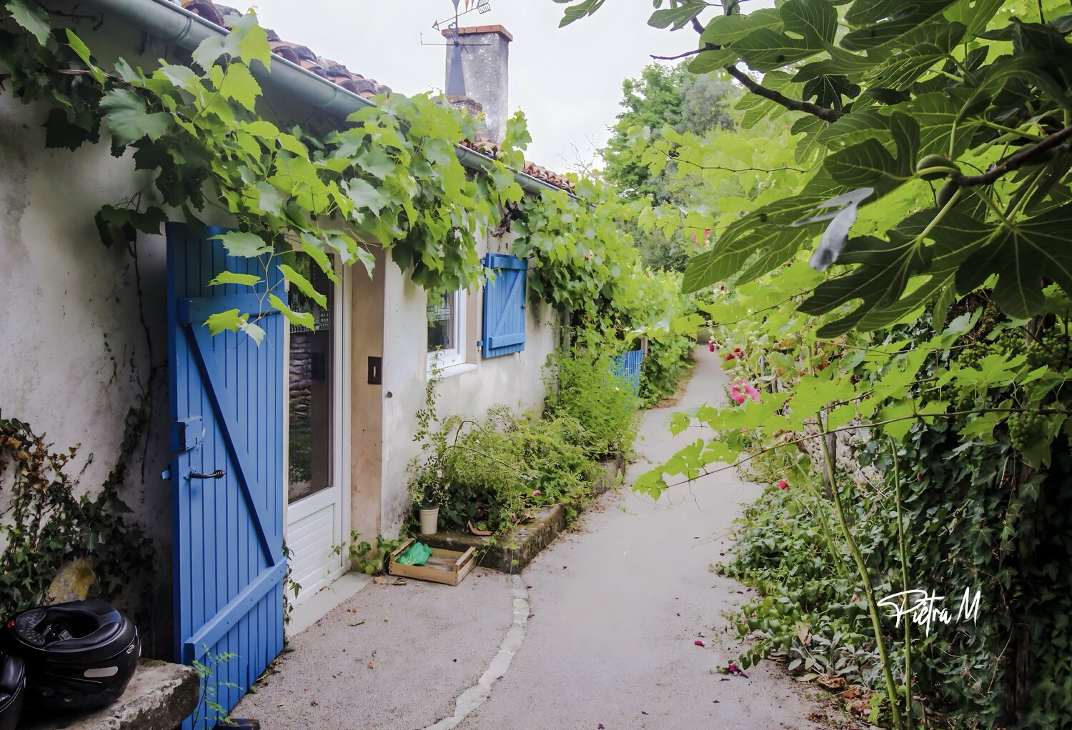 Le Passage des Vignes Sauvages Piétra M (Martine Poli) Fotografie zu verkaufen