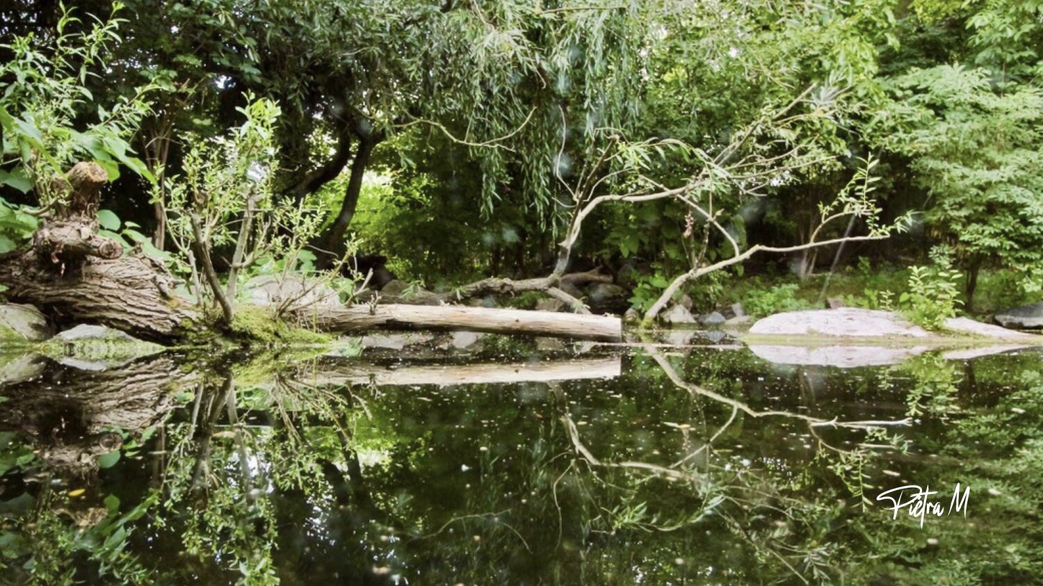 Refuge des branches Piétra M (Martine Poli)