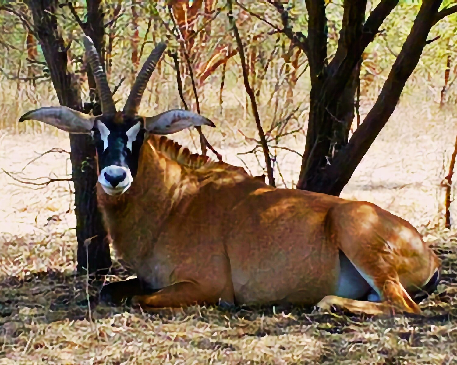 “Le prince du repos” — Antilope couchée Piétra M (Martine Poli) Fotografie zu verkaufen