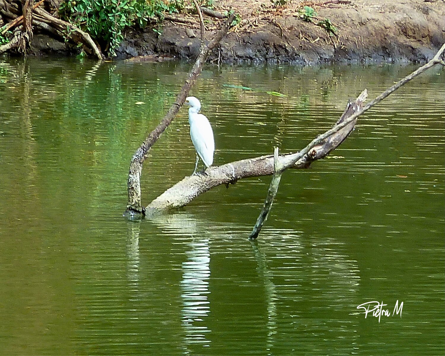 “L’aigrette et le miroir du fleuve” — Aigrette blanche Piétra M (Martine Poli) Fotografie zu verkaufen