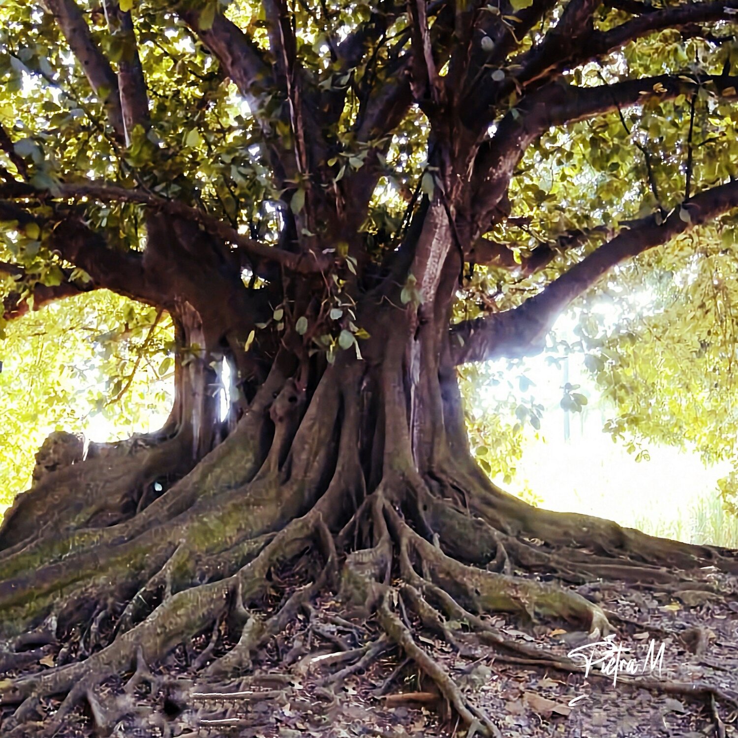 “La Mémoire” Piétra M (Martine Poli) Fotografie zu verkaufen