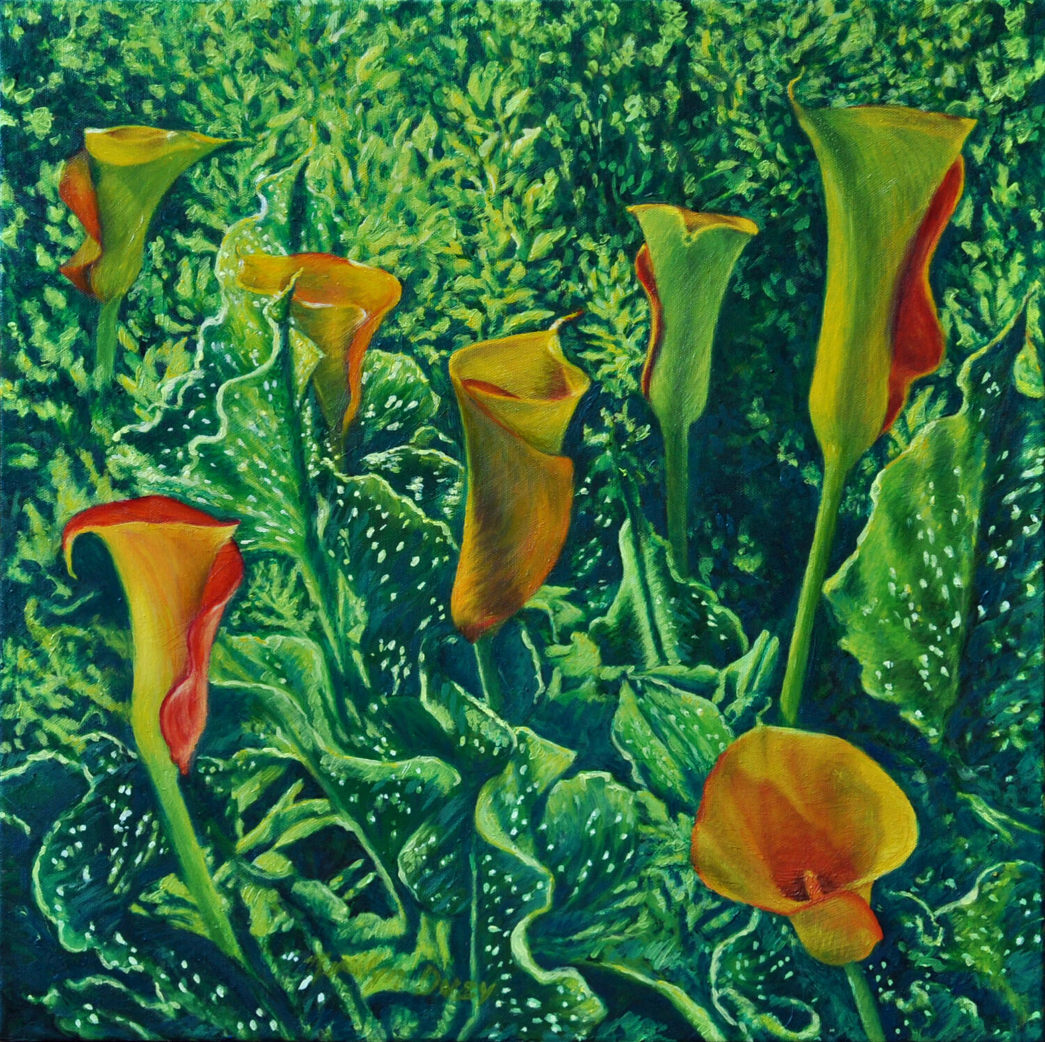 Callas From My Garden Merrilyn Duzy