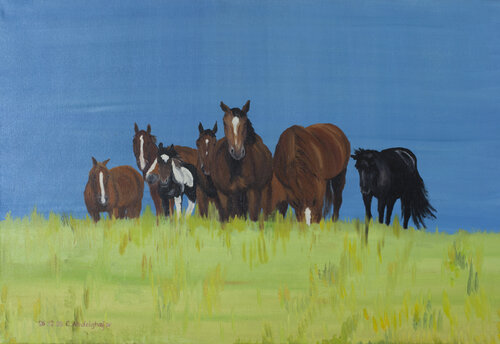 Pferdeherde auf der Sommerweide Claudia Luethi alias Abdelghafar