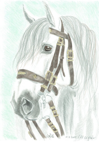 Lusitanohengst mit Prunkzaum de Claudia Luethi alias Abdelghafar, Dibujo a la venta en Singulart