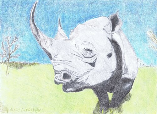 Majestätisches Nashorn von Claudia Luethi alias Abdelghafar, Zeichnungen kaufen auf Singulart