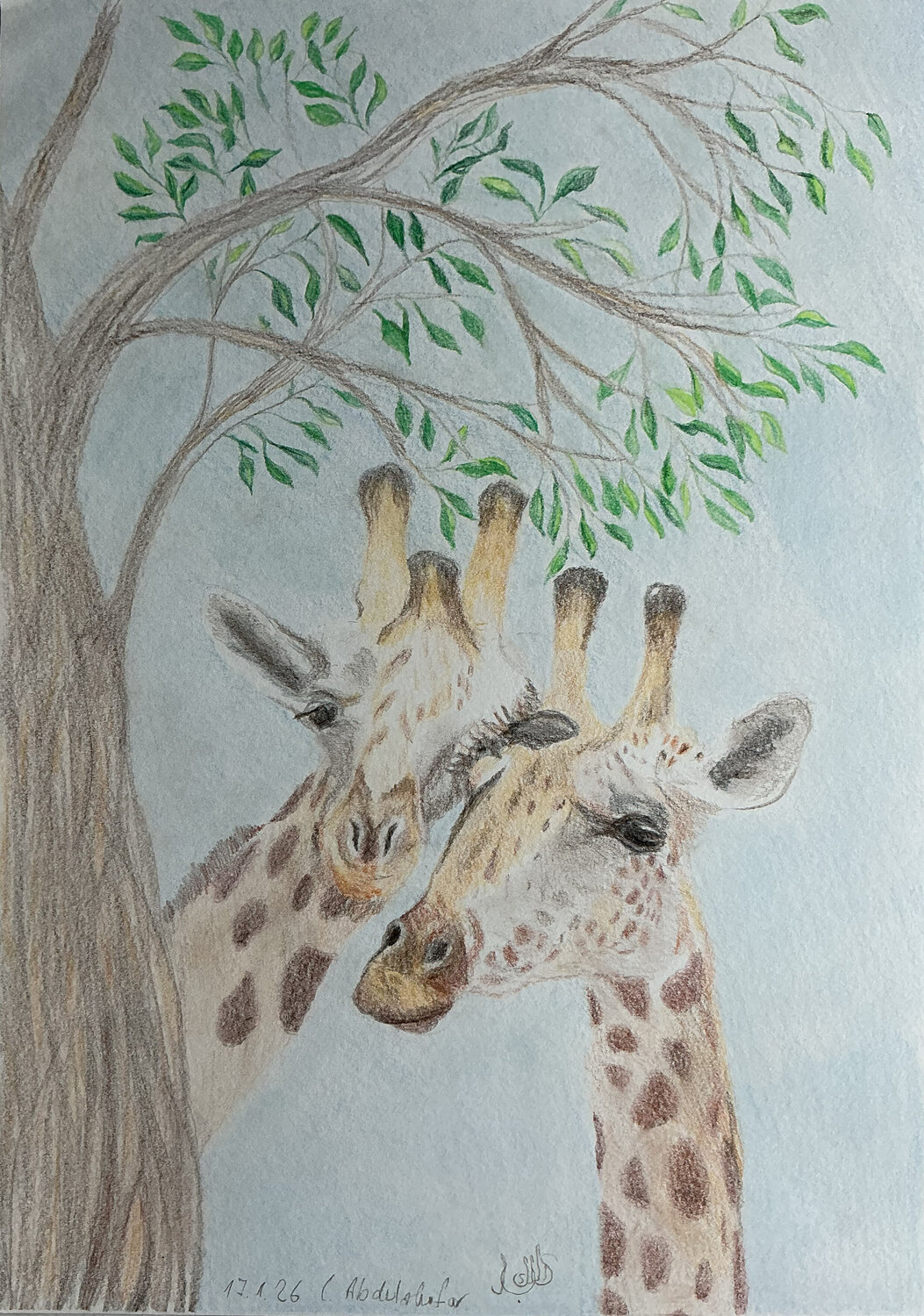 Giraffenpaar Claudia Luethi alias Abdelghafar Dessin à vendre