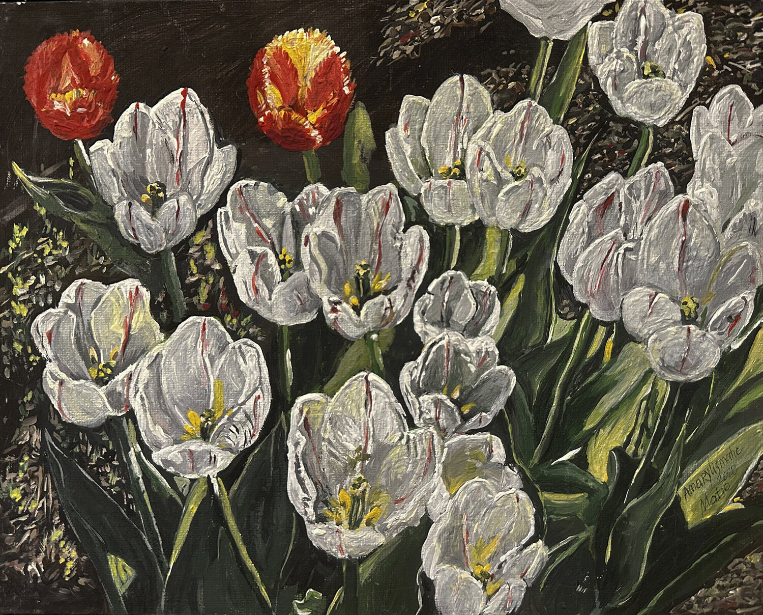Snow White tulips Maria Matic and Amarylismatic