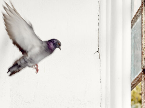 Porumbel von Hanna Tomin, Fotografie kaufen auf Singulart