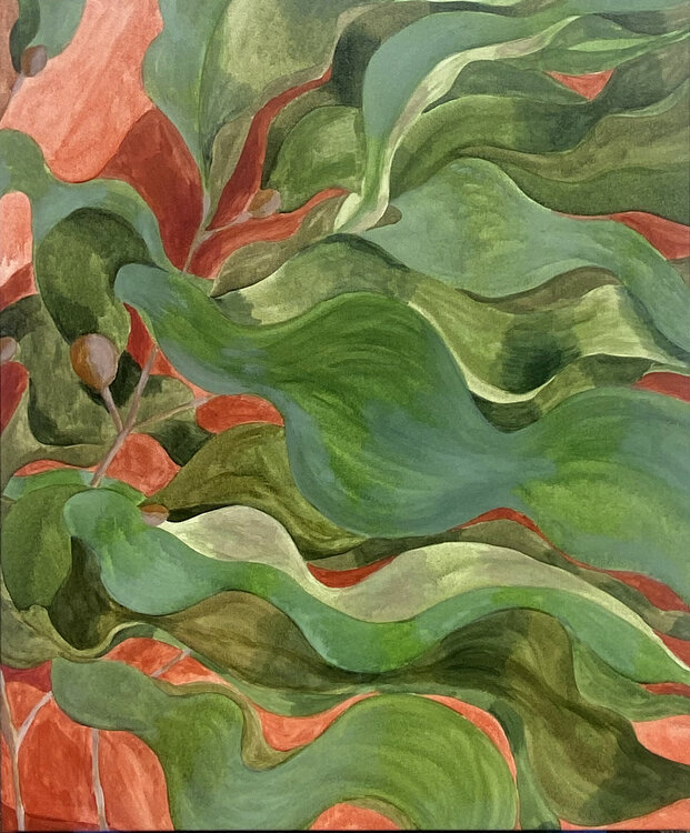 Morphologies marines _ Suspension (Macrocystis pyrifera) Lonidia