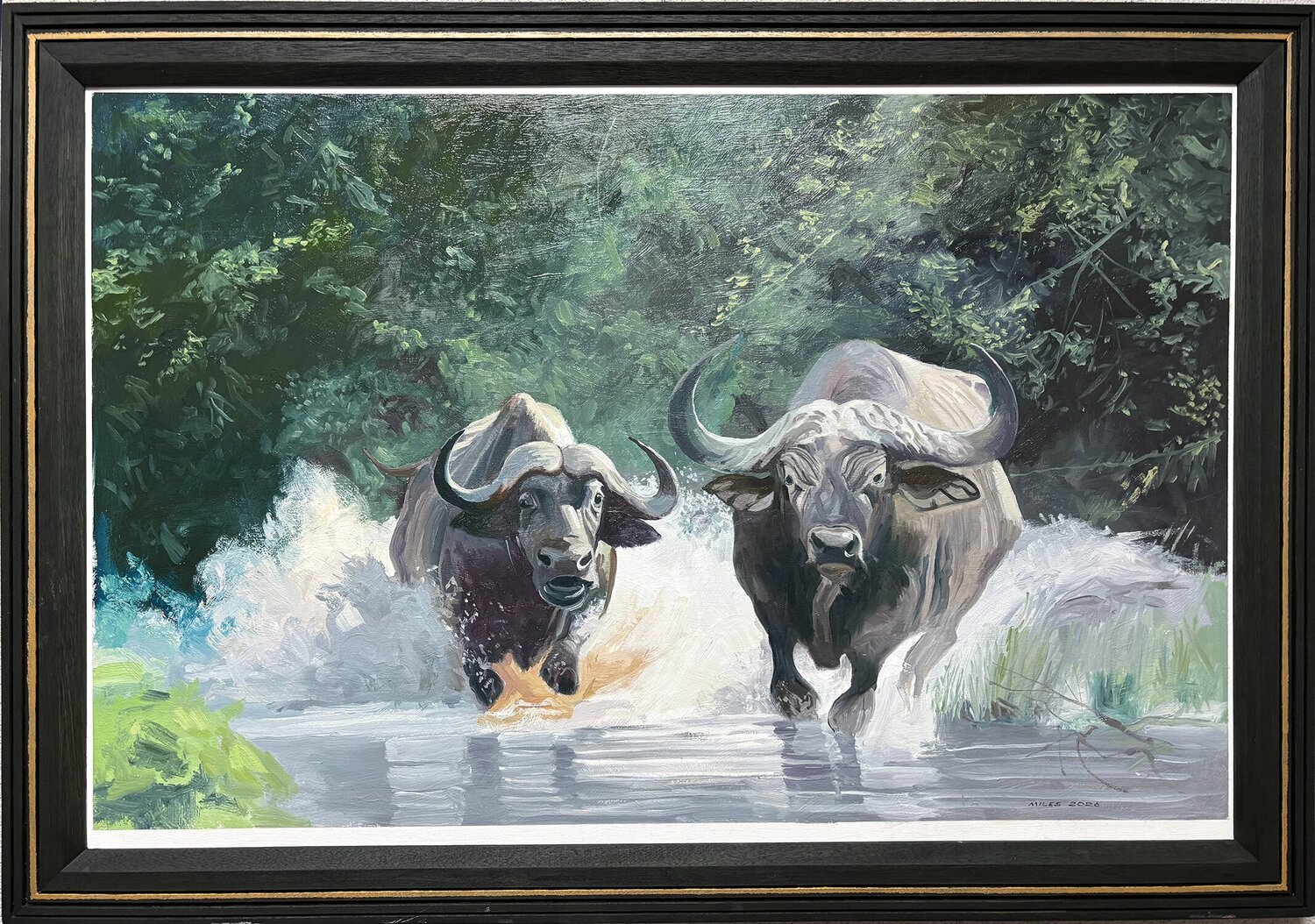 African Buffalos charging Gerald Miles