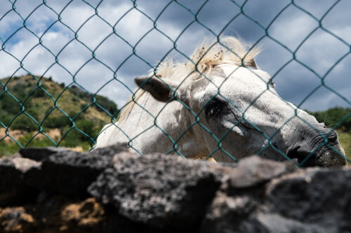 White Alone by Nienke Koedijk, 사진 for Sale on Singulart