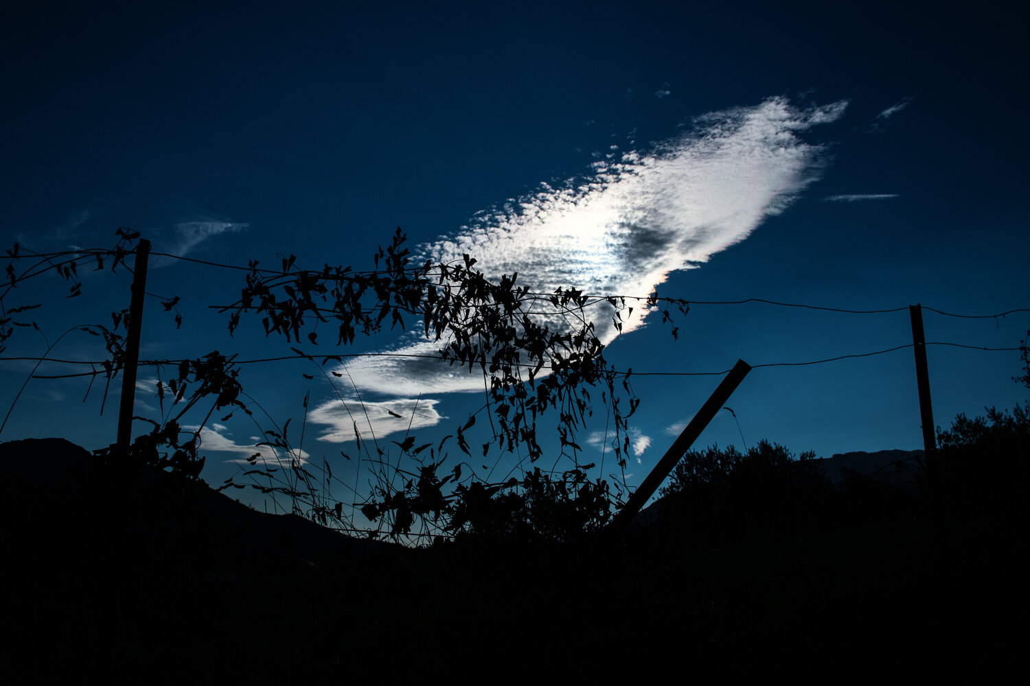 A Pause in Light Nienke Koedijk