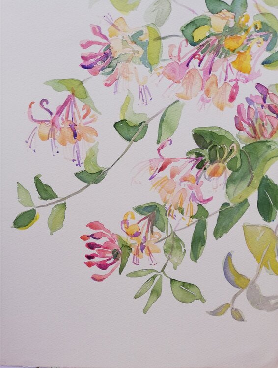 Profumo di Caprifoglio Sabine Blomqvist