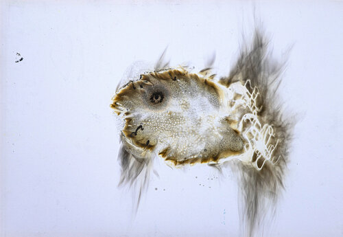 "Il chirocefalo del Marchesoni" von sergio carlacchiani, Malerei kaufen auf Singulart