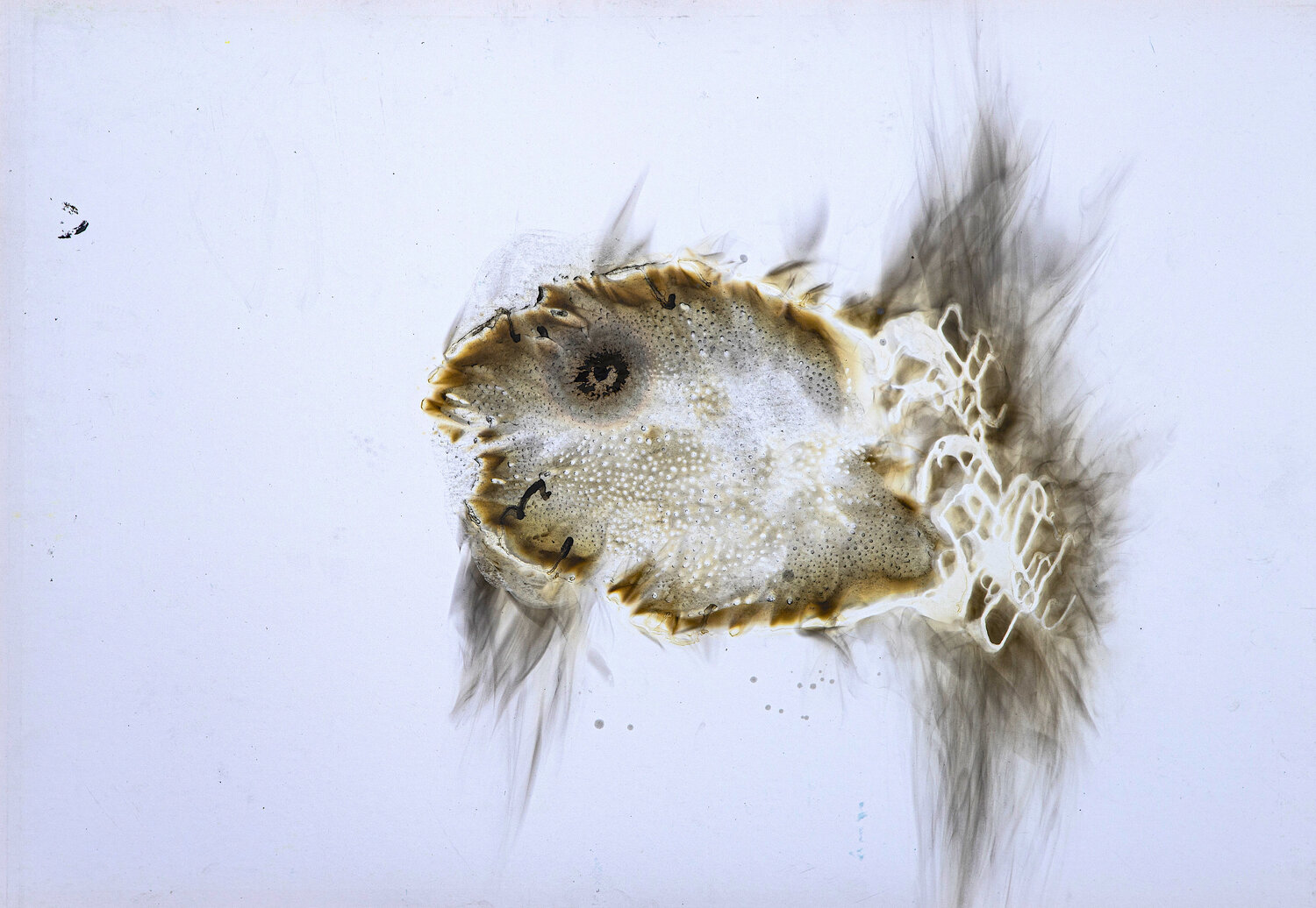 "Il chirocefalo del Marchesoni" sergio carlacchiani