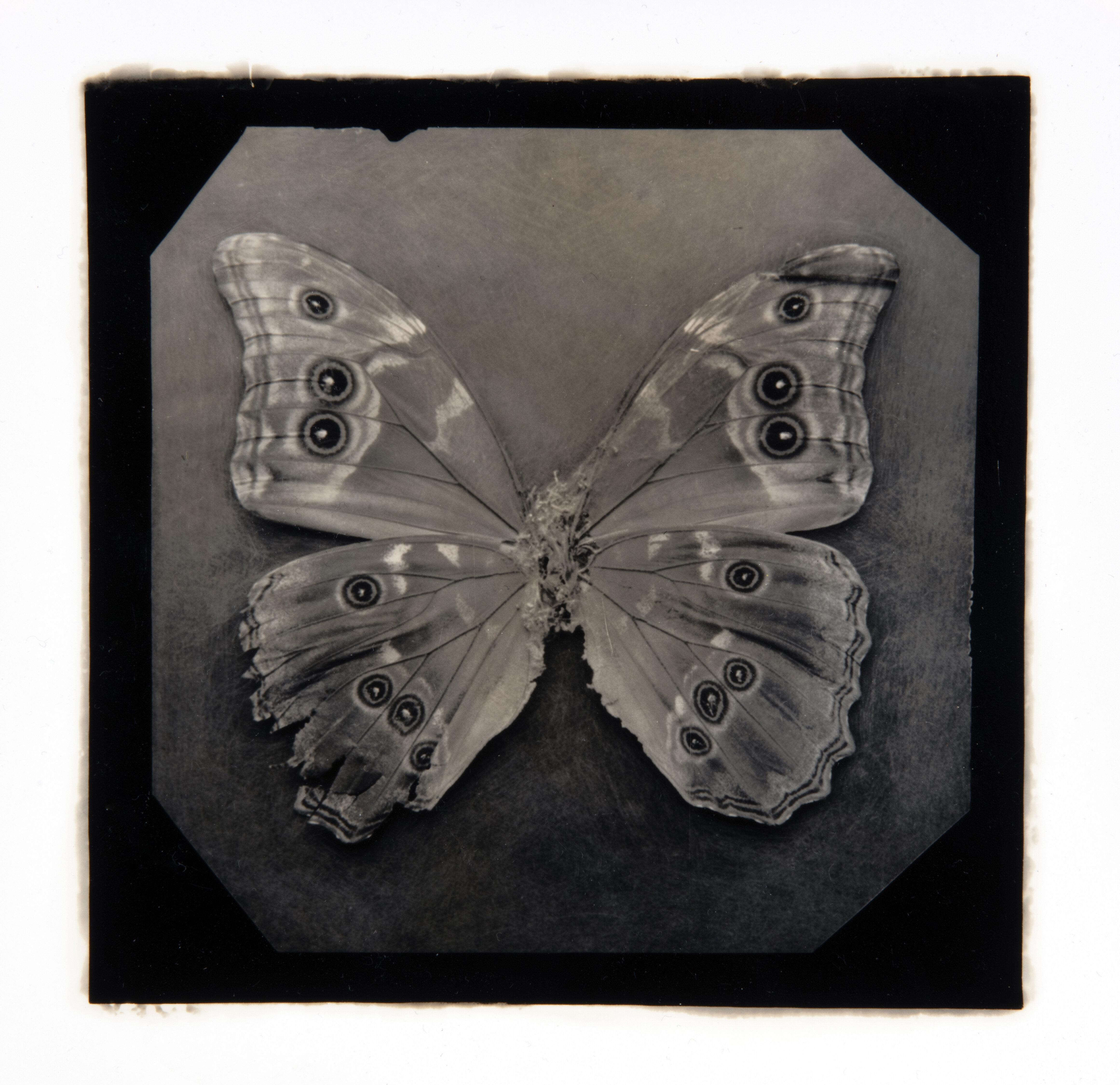 Le spectre silencieux