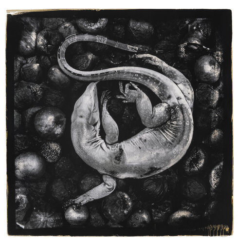 Still-born van Paul Gadd, Fotografie te koop op Singulart