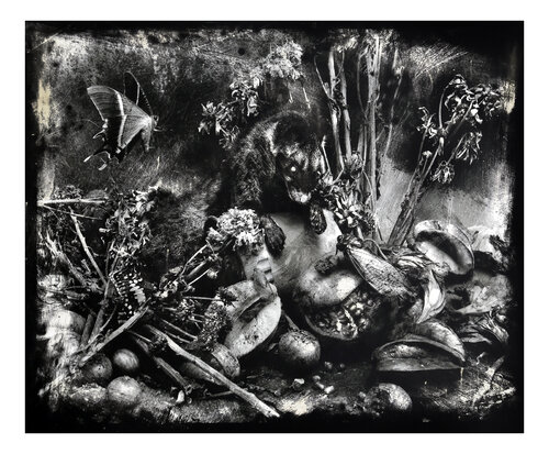 Civet in fairyland (edition 3/5) van Paul Gadd, Fotografie te koop op Singulart