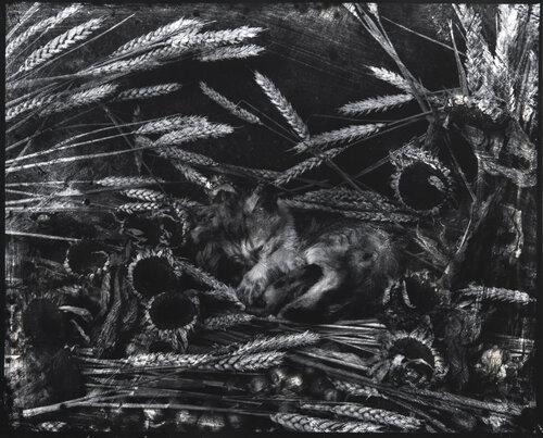 Harvest (1st edition) van Paul Gadd, Fotografie te koop op Singulart