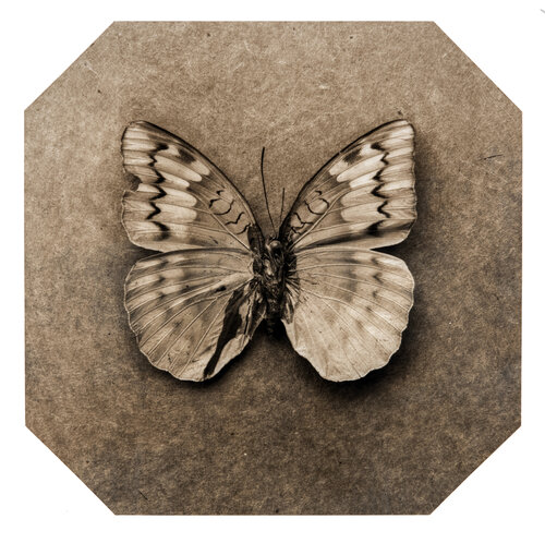 Ephemerality #68 van Paul Gadd, Fotografie te koop op Singulart