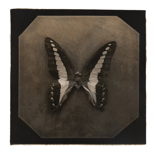 Ephemerality #1 di Paul Gadd, Fotografia in vendita su Singulart