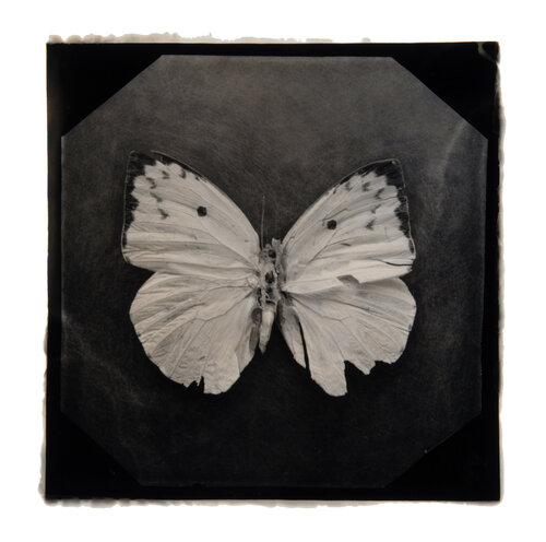 Ephemerality #51 by Paul Gadd, Photography for Sale on Singulart