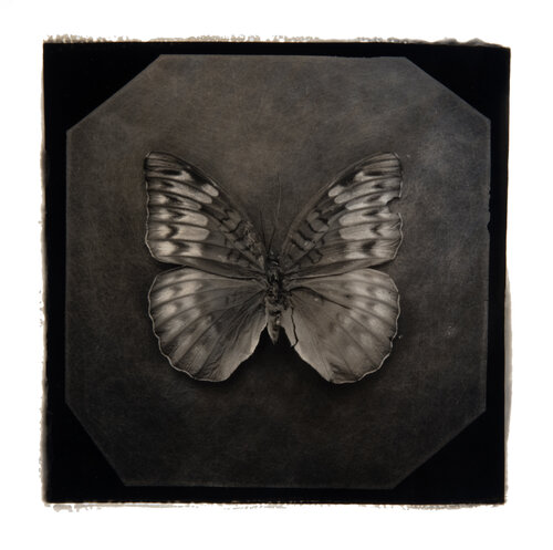 Ephemerality #23 von Paul Gadd, Fotografie kaufen auf Singulart