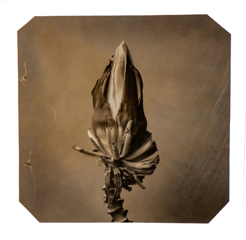 Going Bananas #08 van Paul Gadd, Fotografie te koop op Singulart