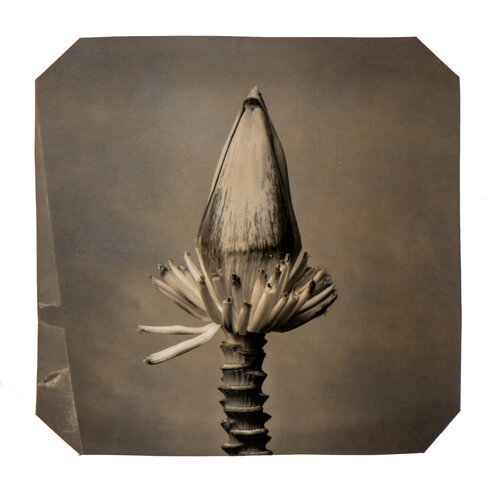 Going Bananas #09 Paul Gadd
