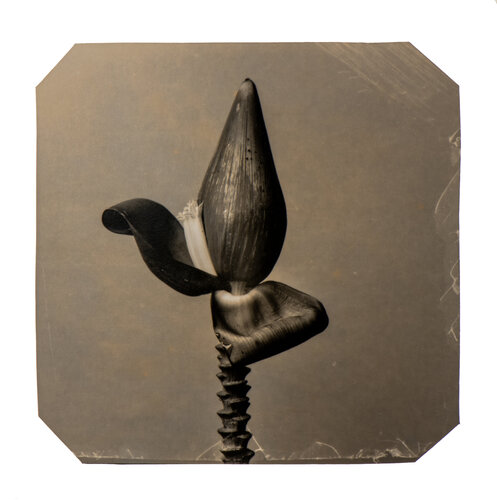 Going Bananas #14 Paul Gadd