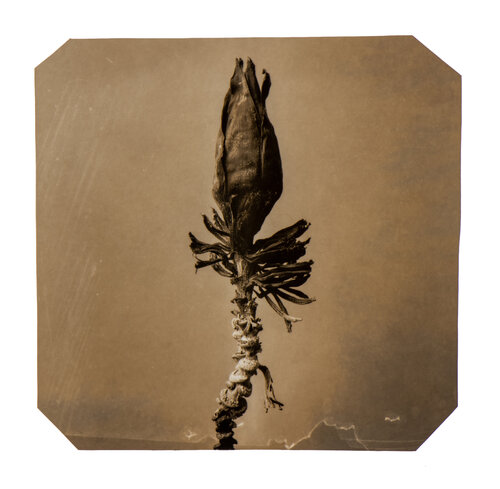 Going Bananas #16 van Paul Gadd, Fotografie te koop op Singulart